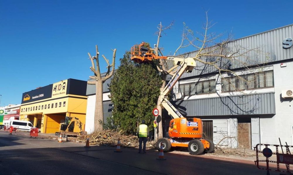 Torrent retira els arbres que causaven danys en el polígon de Mas del Jutge