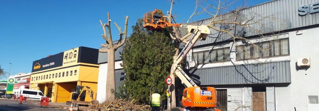 Torrent retira els arbres que causaven danys en el polígon de Mas del Jutge